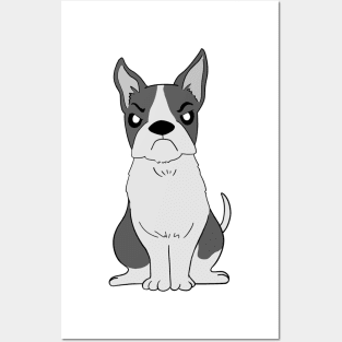 Angry boston terrier Posters and Art